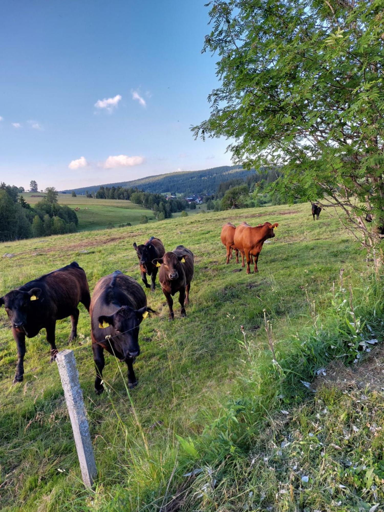 Wellness Chata Rosnatka Kvilda Exteriör bild